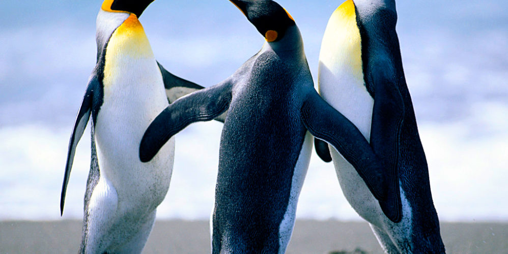 Penguins